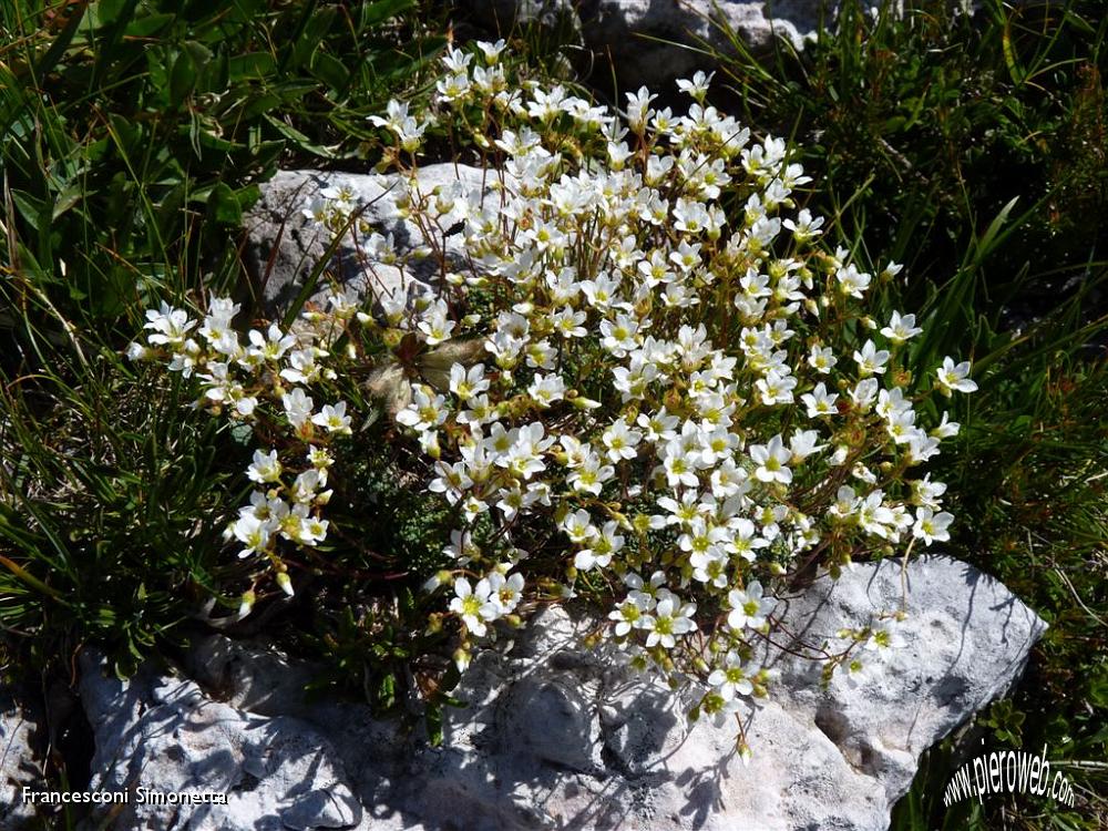 24 Piccoli fiori nella roccia.JPG